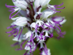 3_Orchis_simia